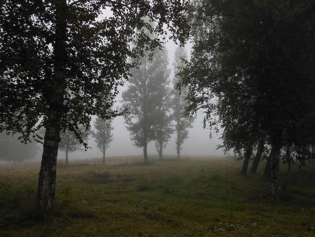 Летний туман