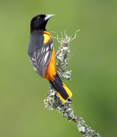 Baltimore Oriole. Балтиморская иволга