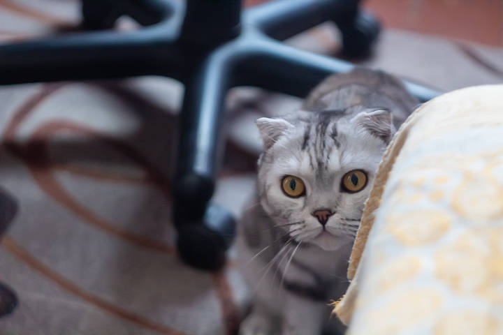 Моня