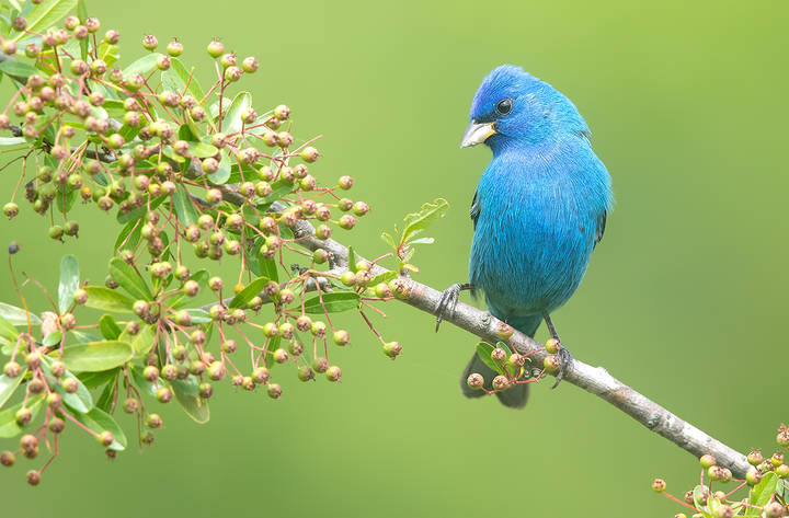 Indigo bunting male -Индиговый овсянковый кардинал