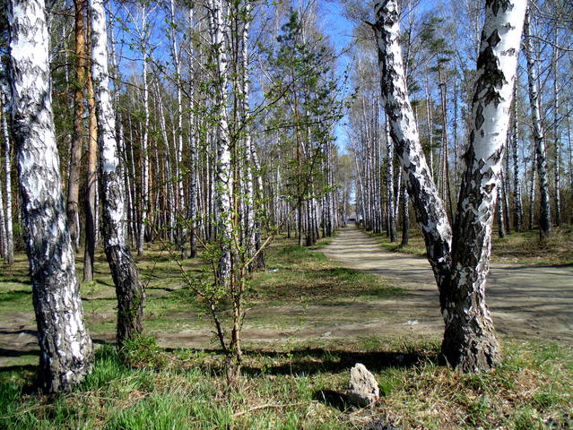 Зазеленело в берёзовой роще .