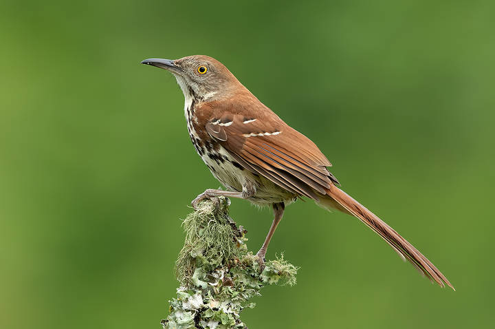 Коричневый пересмешник -Brown Thrasher