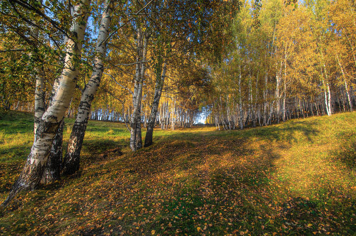Березовая осень