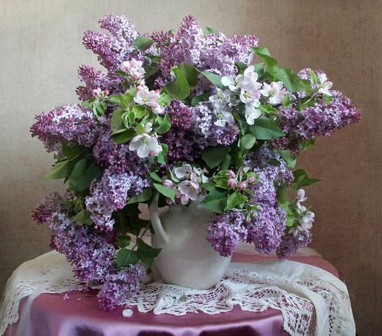 Люблю сирени пышный цвет