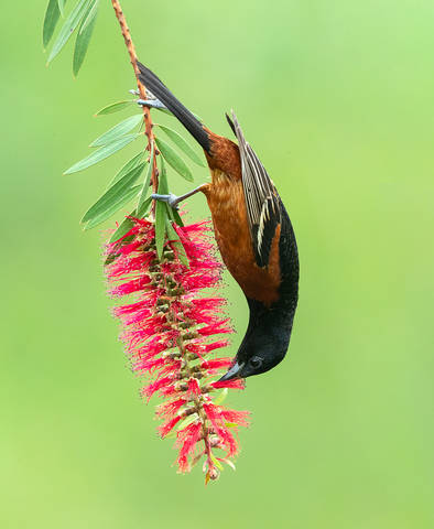 Orchard Oriole male - Cадовый цветной трупиал или Иволга
