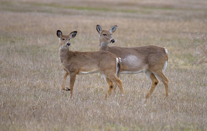 White-tailed deer