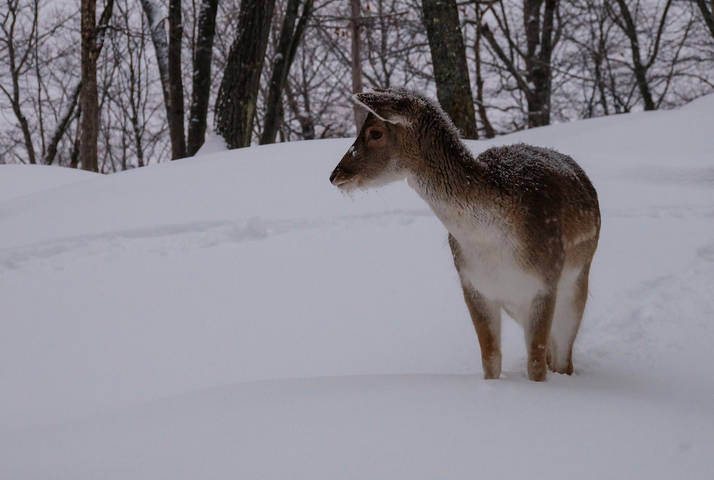 Заснежило