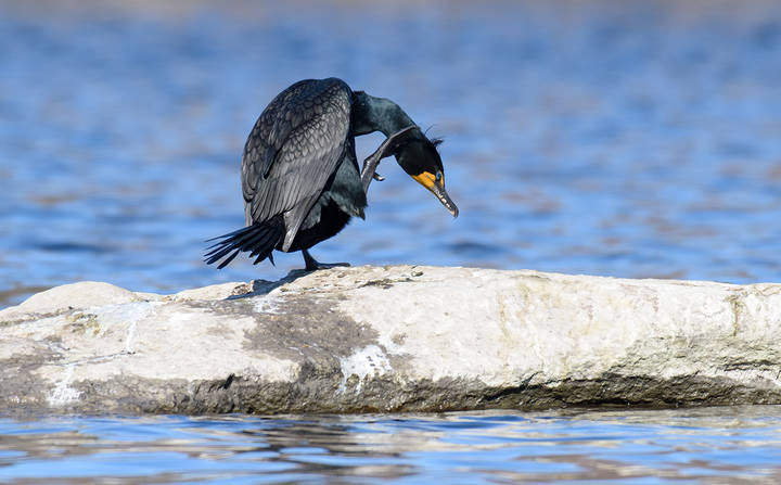 Double-crested cormorant