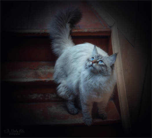 Охота на мух