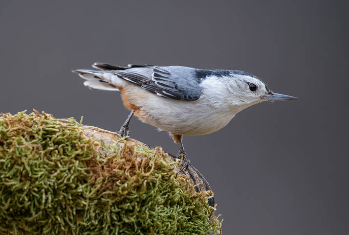 White-breasted Nuthatch