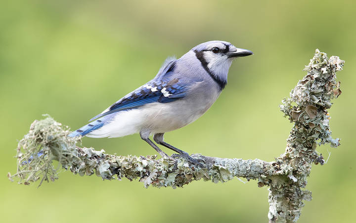 Blue Jay - Голубая сойка