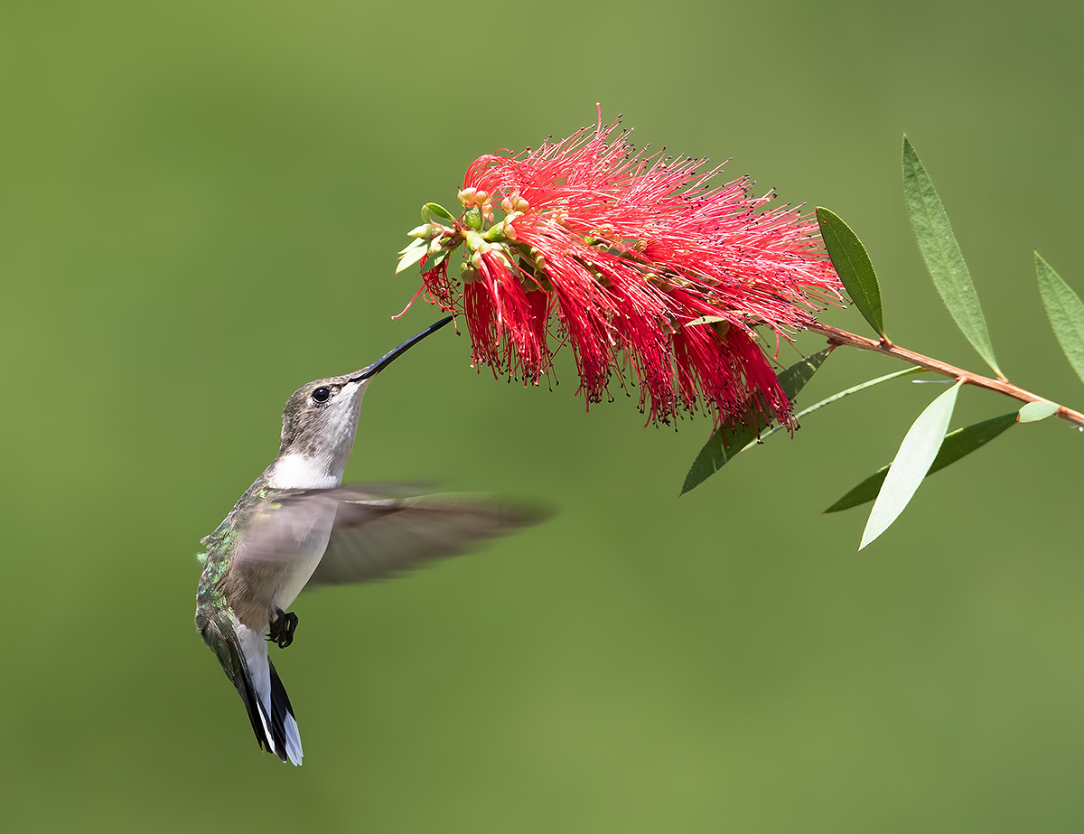 Hummingbird flight - Колибри