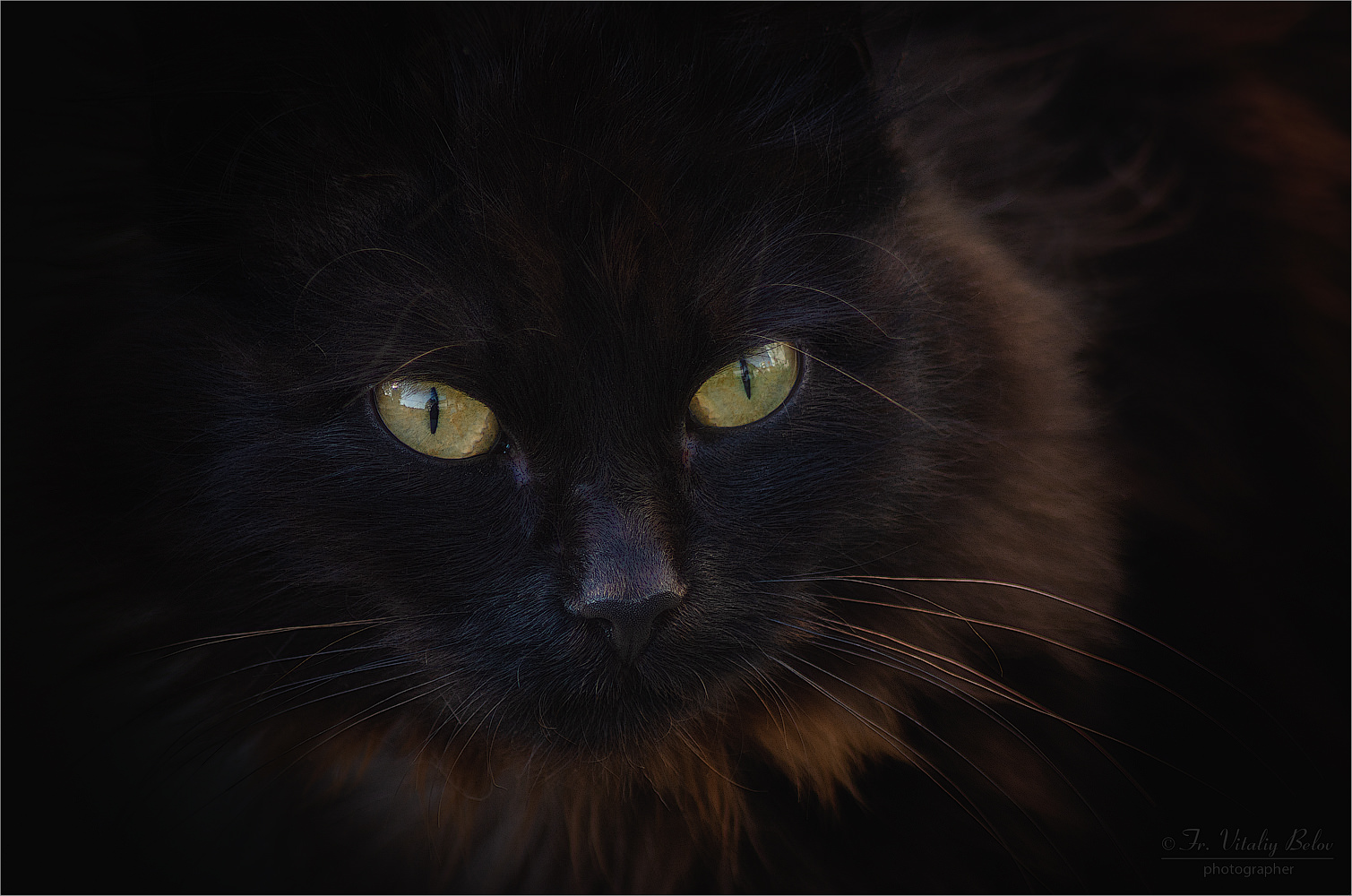 Портрет черного кота