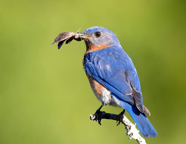 Eastern Bluebird male - Восточная сиалия самец