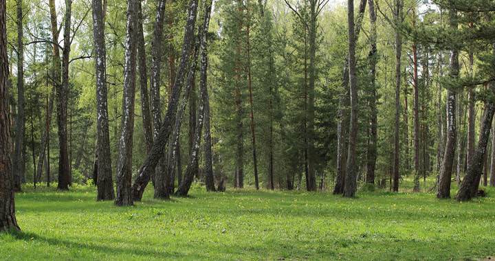 В дымке молодой листвы