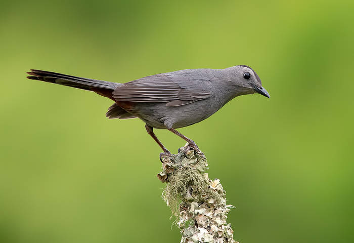 Gray Catbird - Кошачий пересмешник.