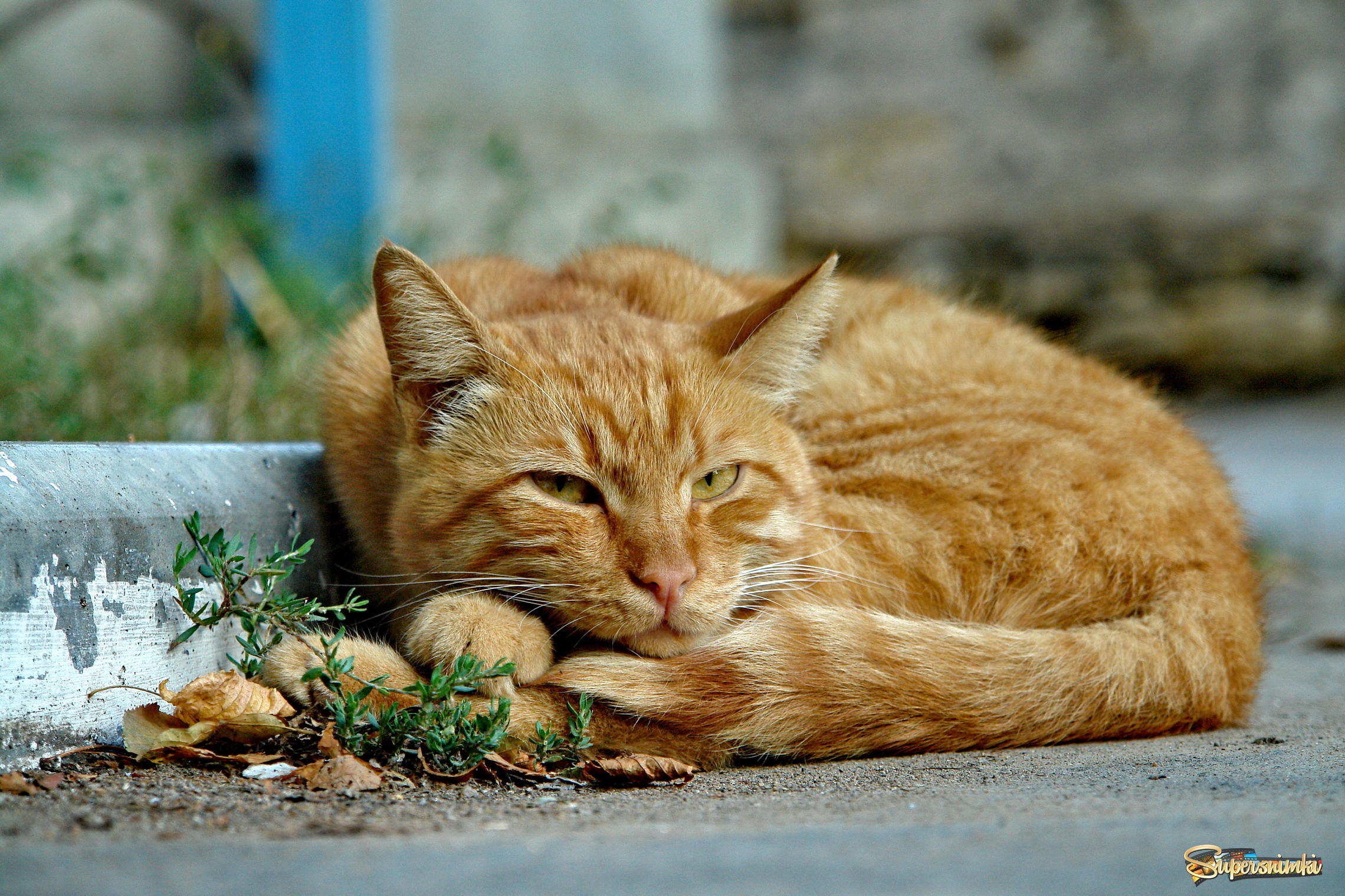 Одесский уличный кот