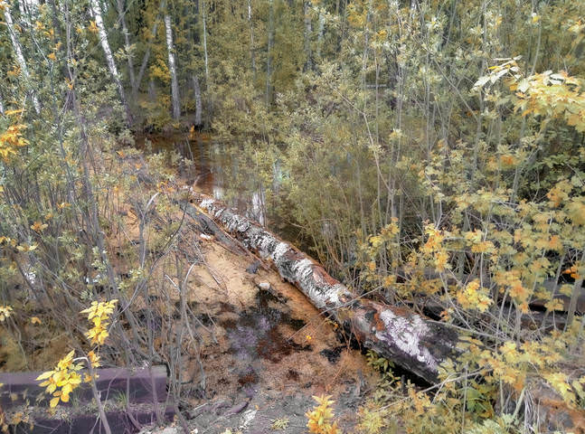 Лесные зарисовки.
