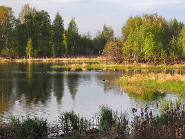 Утром на озере