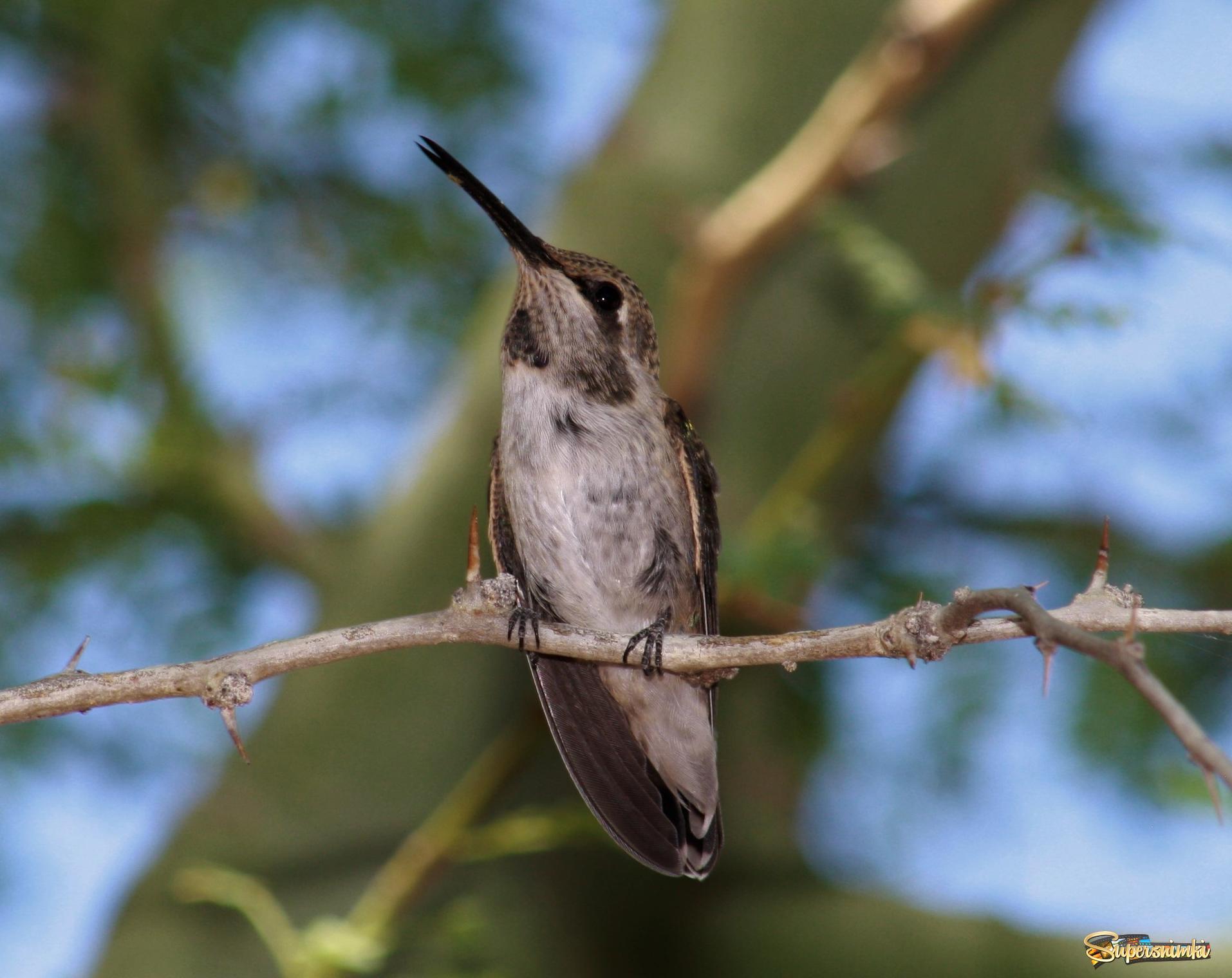  Hummingbird/ Колибри