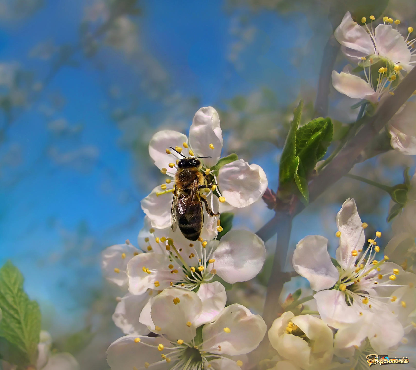 Весна и Пчела