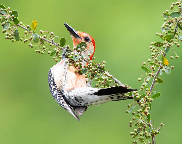 Red-bellied Woodpecker male -Каролинский меланерпес