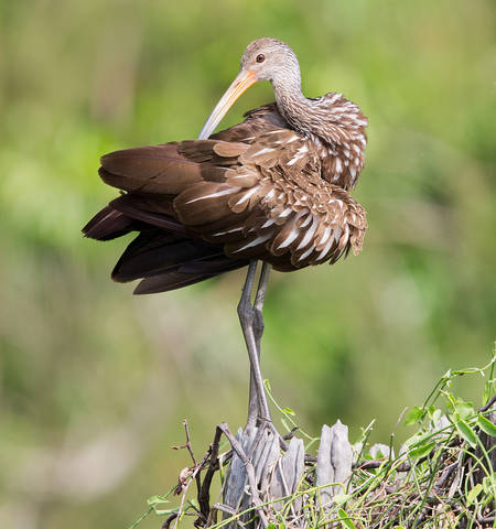 Арама или пастушковый журавль - Limpkin