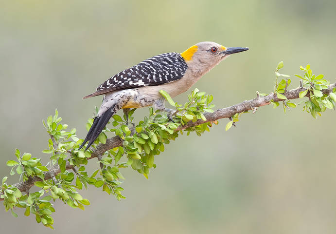 Золотолобый меланерпес cамка - Golden fronted Woodpecker