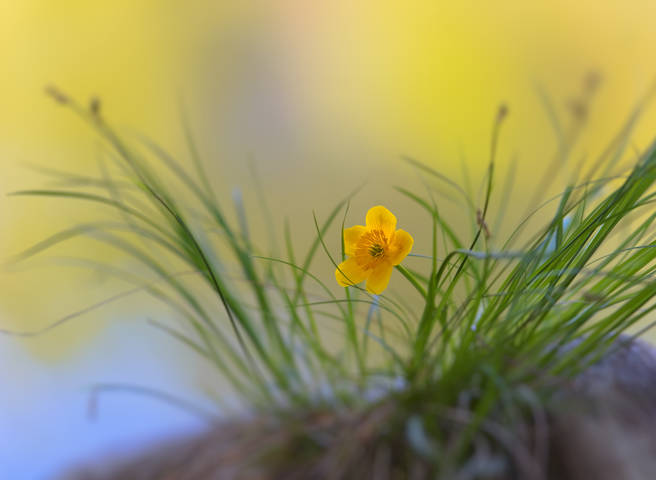 Yellow 2