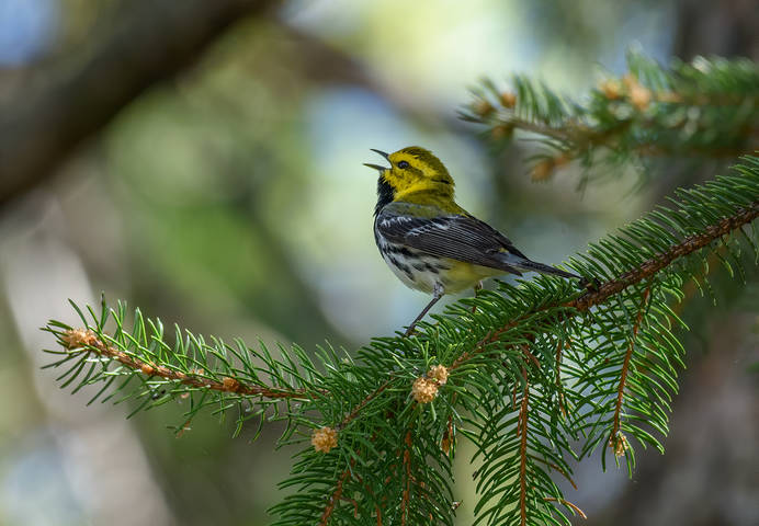 Black-throated green warbler