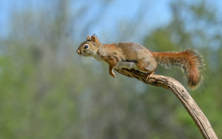American red squirrel