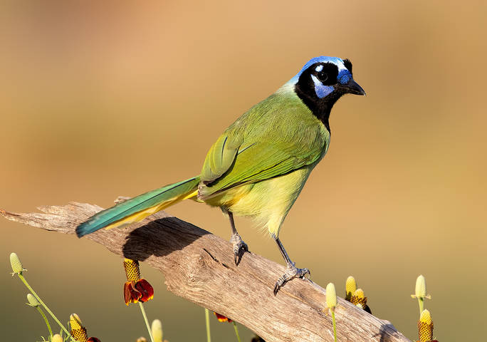 Зелёная Перуанская разноцветная сойка - Green Jay