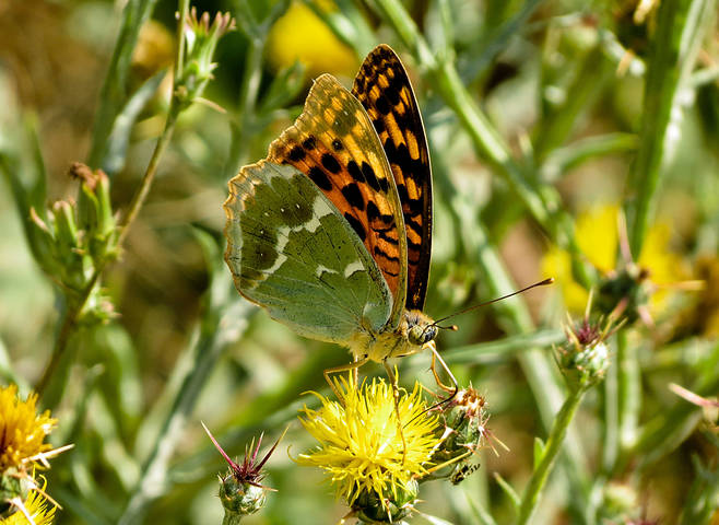 Перламутровка большая лесная- Argynnis paphia
