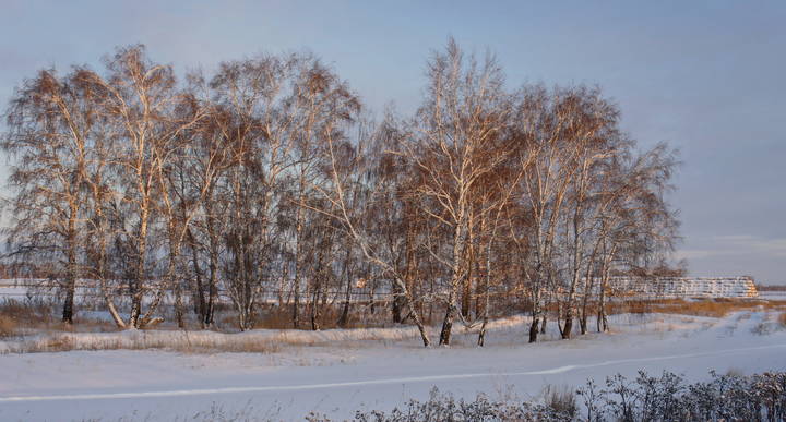 Зимний колок на закате.