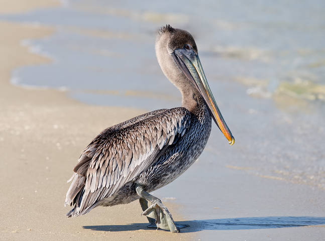 Brown Pelican - Американский бурый пеликан