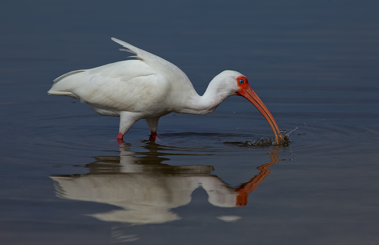 American white ibis - Белый ибис