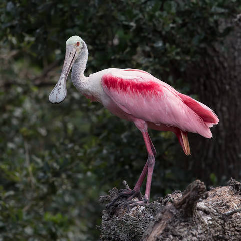 Розовая колпица - Roseate spoonbill