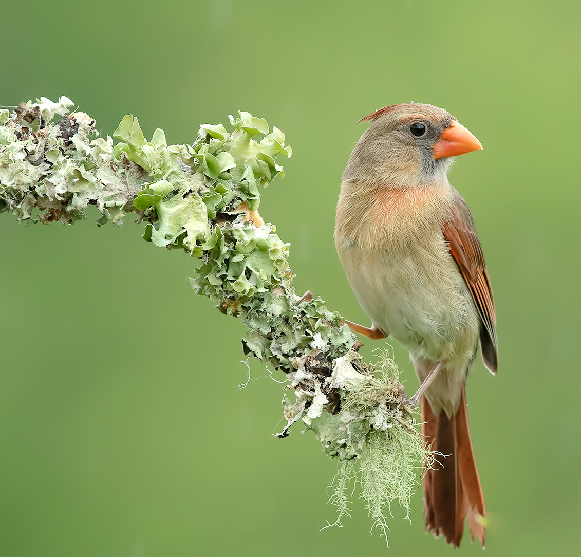  Самка. Красный кардинал -Female Northern Cardinal