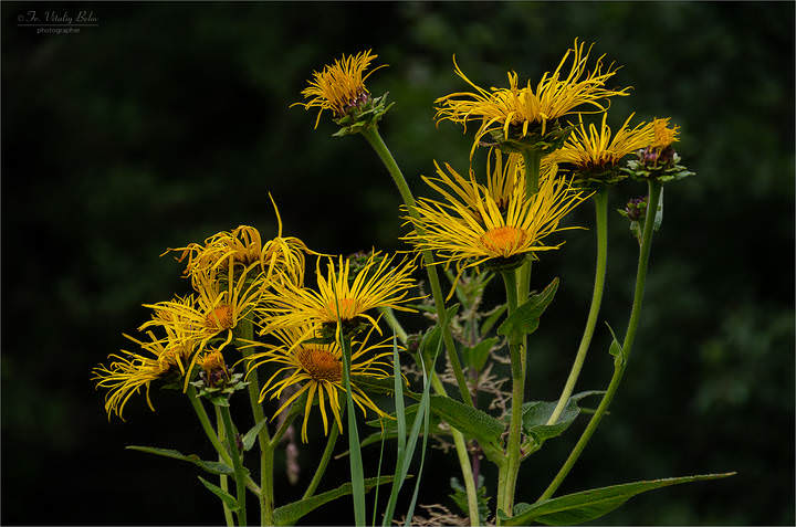 Девясил высокий (inula helenium)