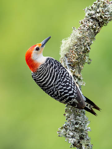 Red-bellied Woodpecker male -Каролинский меланерпес