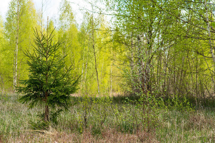 Дыхание весны (15.05.2020)