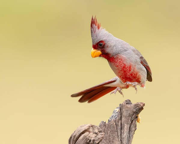 Pyrrhuloxia male - Пустынный или Попугайный кардинал