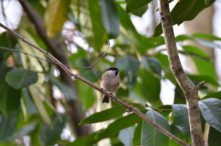 Гаичка черноголовая (Parus palustris).