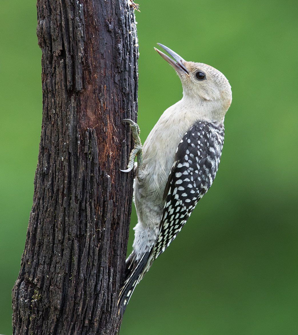 Слеток. Каролинский меланерпес - Juvenile -Red-bellied Woodpecker