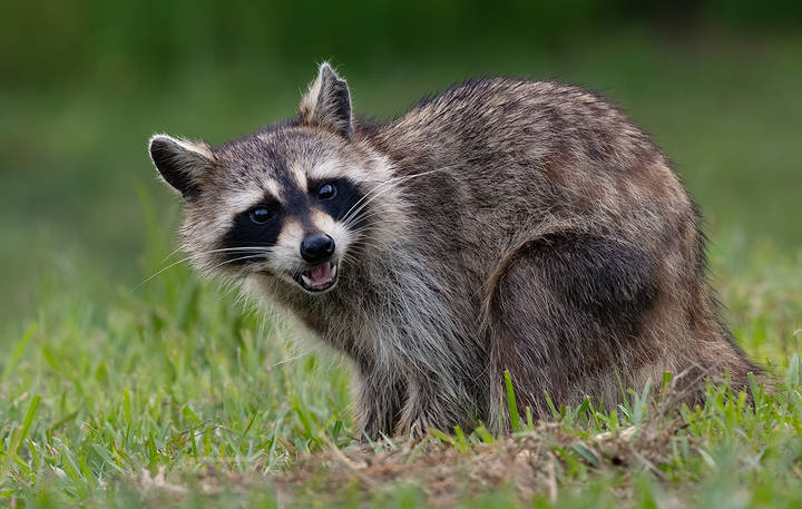 Енот-полоскун - Raccoon