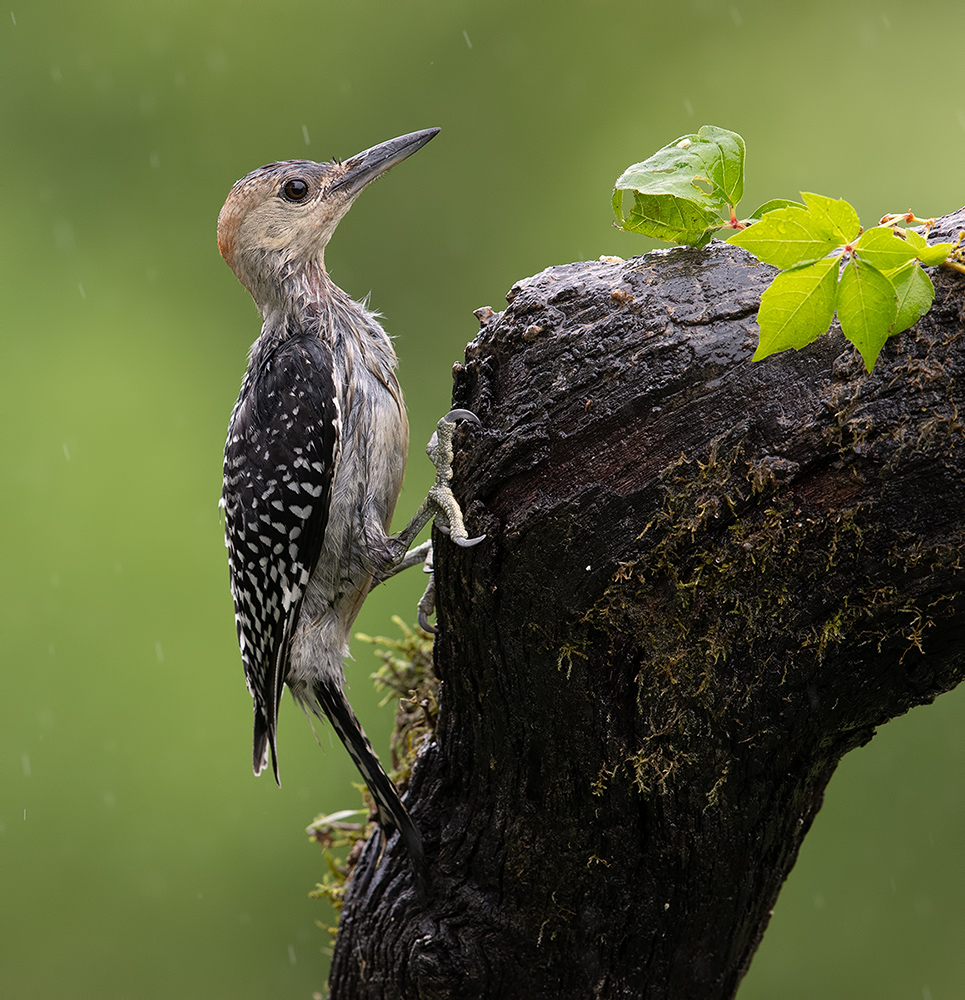 Мокрый Cлеток Каролинский меланерпес - Juvenile -Red-bellied Woodpecker