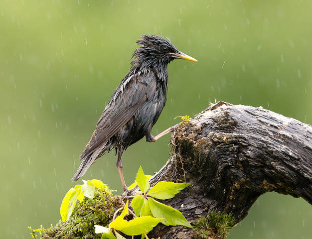 Обыкновенный скворец - European Starling
