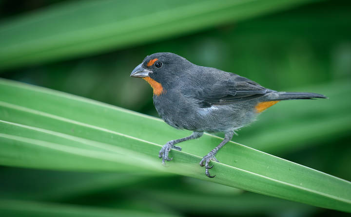 Lesser Antillean Bullfinch (male)