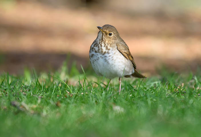 Swainson's Thrush