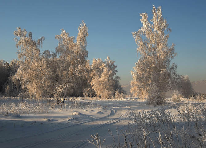 Про зимние берёзки
